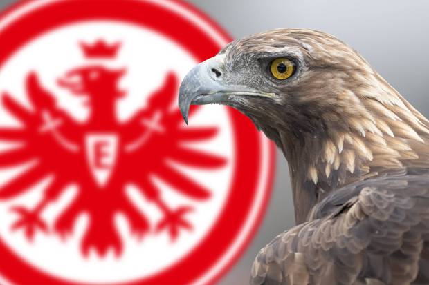 War das Trainerbeben ein Reinfall?
