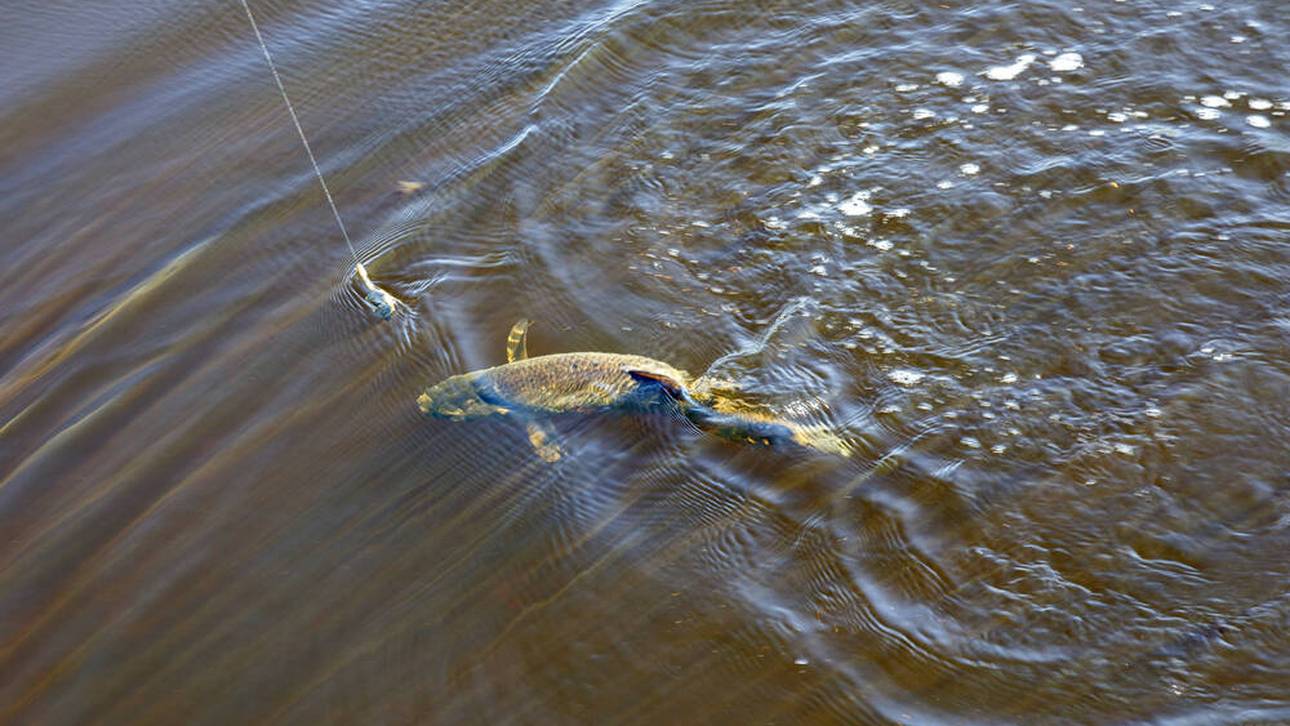 Betrugsskandal erschüttert Angelszene