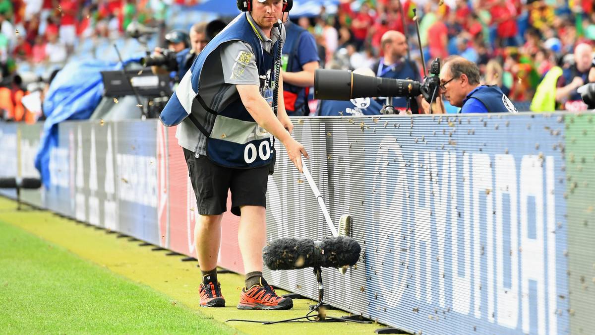 Die kleinen Tierchen sind in Massen im Stade de France unterwegs