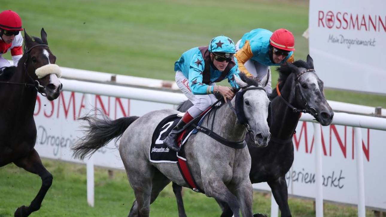 Scheich-Pferd in Hannover am Start