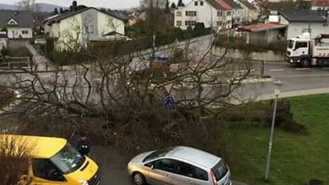 Die Kaiserlinde in Elversberg fiel dem Sturm zum Opfer