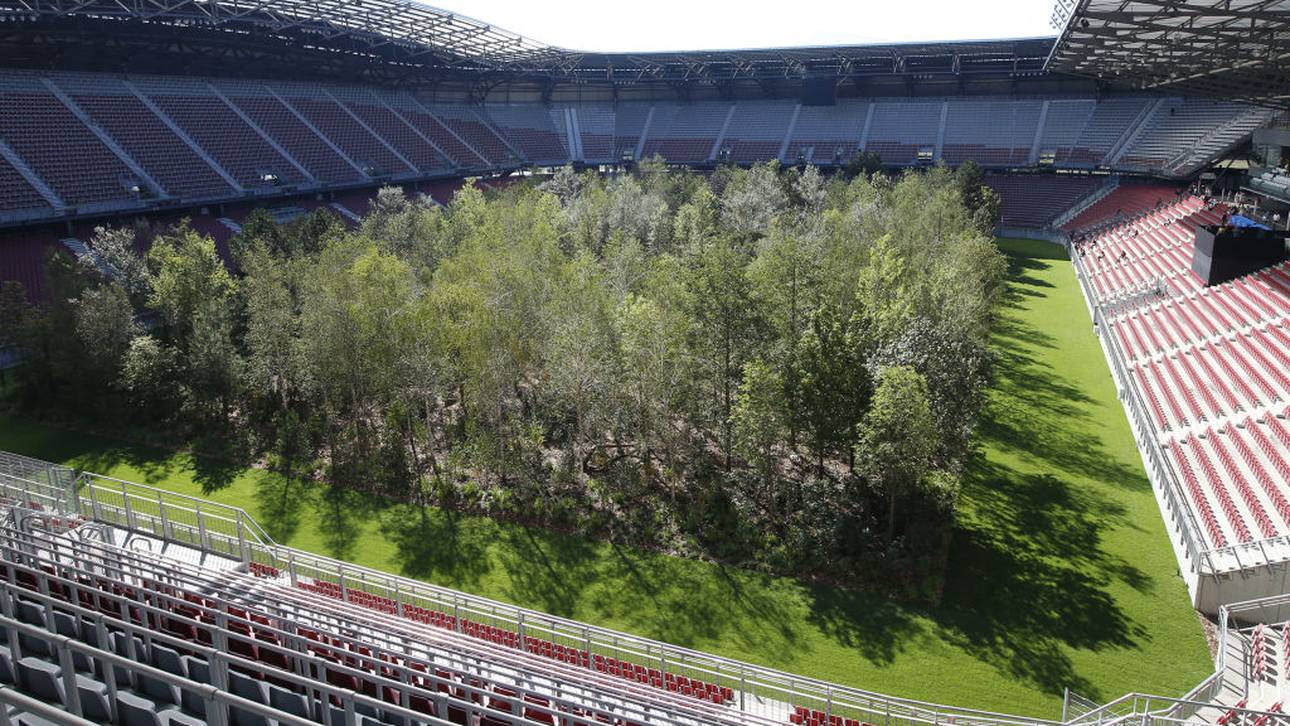 Baum-Alarm auf Spielfeld
