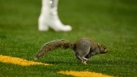 Dieses Eichhörnchen lief während der Partie der Minnesota Vikings auf das Spielfeld