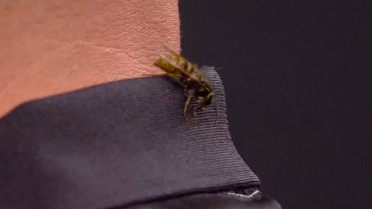 Erste WM-Sensation! Wespe mittendrin