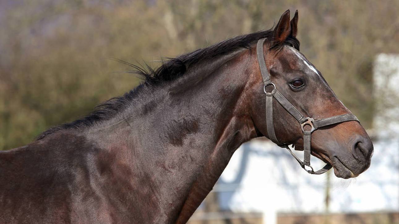 Trauer um Galopp-Legende