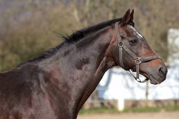 Trauer um Galopp-Legende