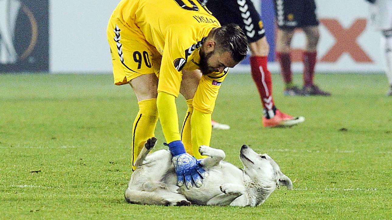 Torwart bekommt tierischen Besuch