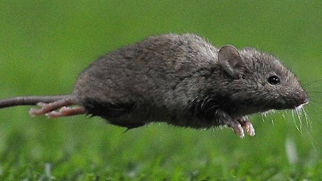 United-Pleite: Eine Maus ist der Star