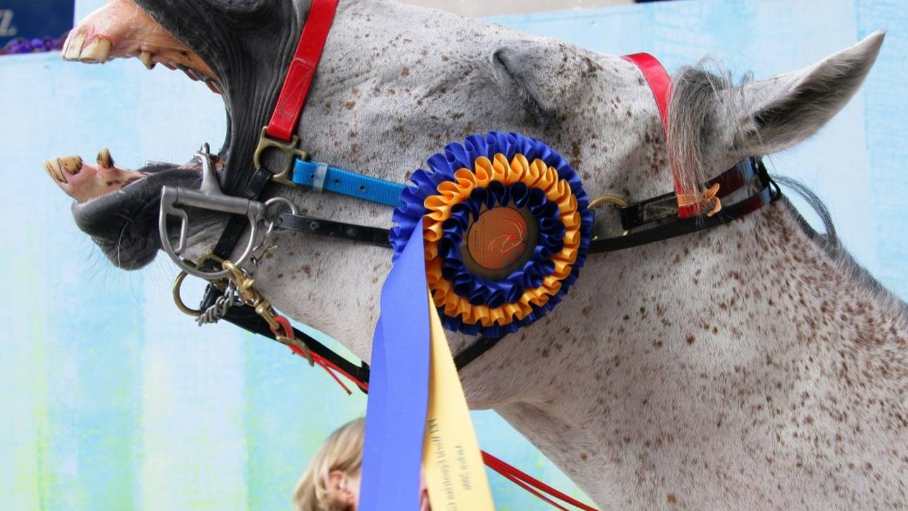 Herpes-Virus: Zweites Pferd in Deutschland verstorben