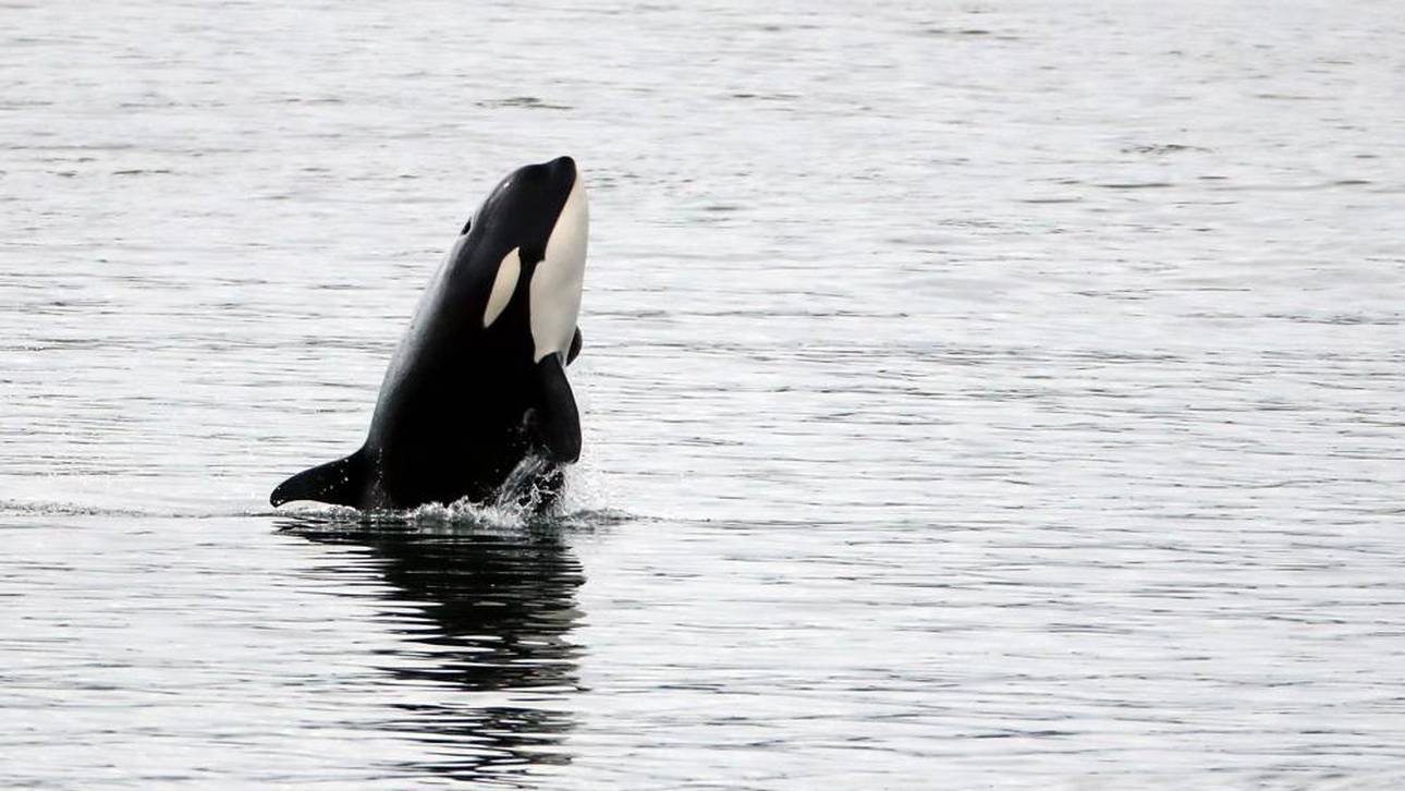 “Beängstigend“: Orca rammt Boot