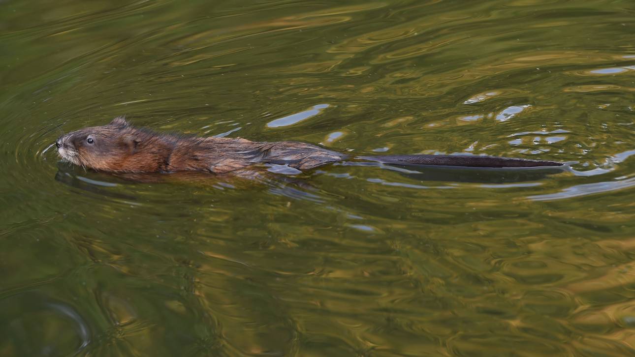 Biber-Ärger bei Italiens Aus