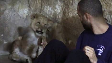 Ein Baby-Löwe schlägt nach Tony Parker von den San Antonio Spurs