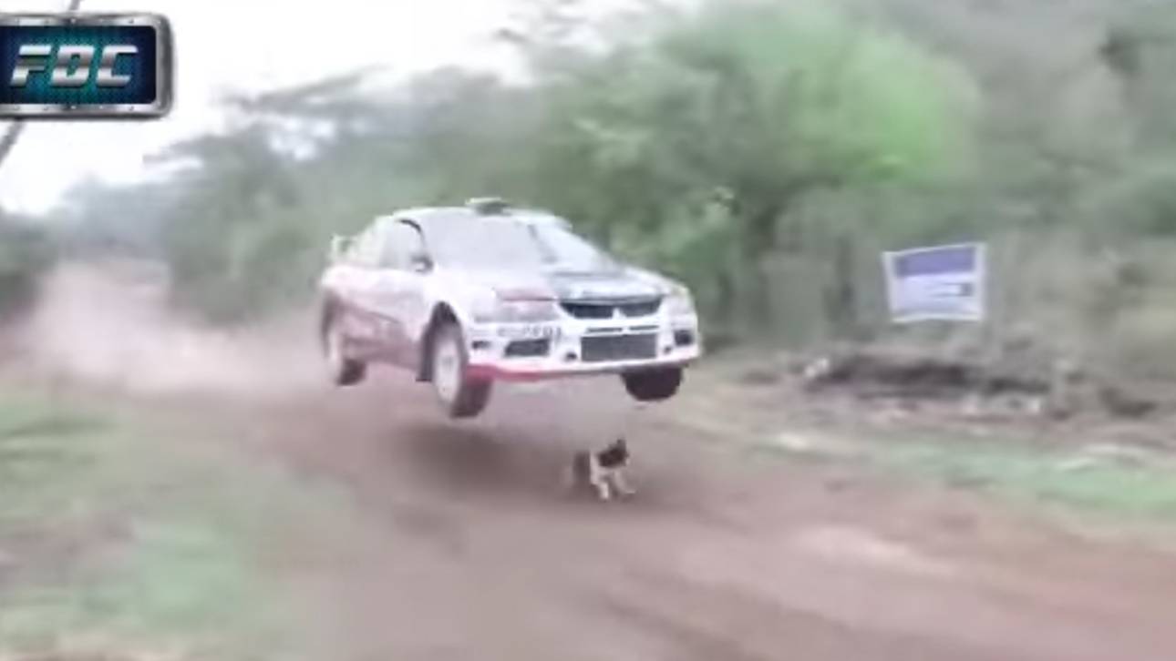 Irre: Rallye-Fahrer springt über Hund