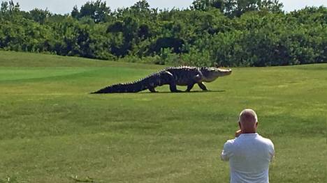 Die Golfer trauten ihren Augen kaum, als dieser Riesen-Alligator über den Golfplatz schlenderte