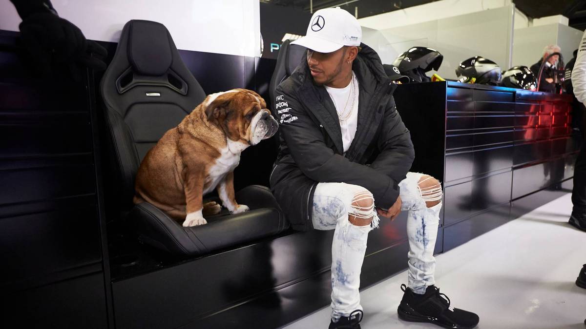 T wie tierlieb: Hamilton ist ganz vernarrt in seine beiden englischen Bulldoggen Roscoe und Coco. Die Hunde dürfen auch schon mal mit ins Fahrerlager