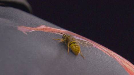 Seit Jahren sorgt die "Ally-Pally-Wespe" immer wieder für Aufsehen und Aufregung bei der Darts-WM. SPORT1 zeigt die sechs besten Geschichten mit der berühmten Wespe.