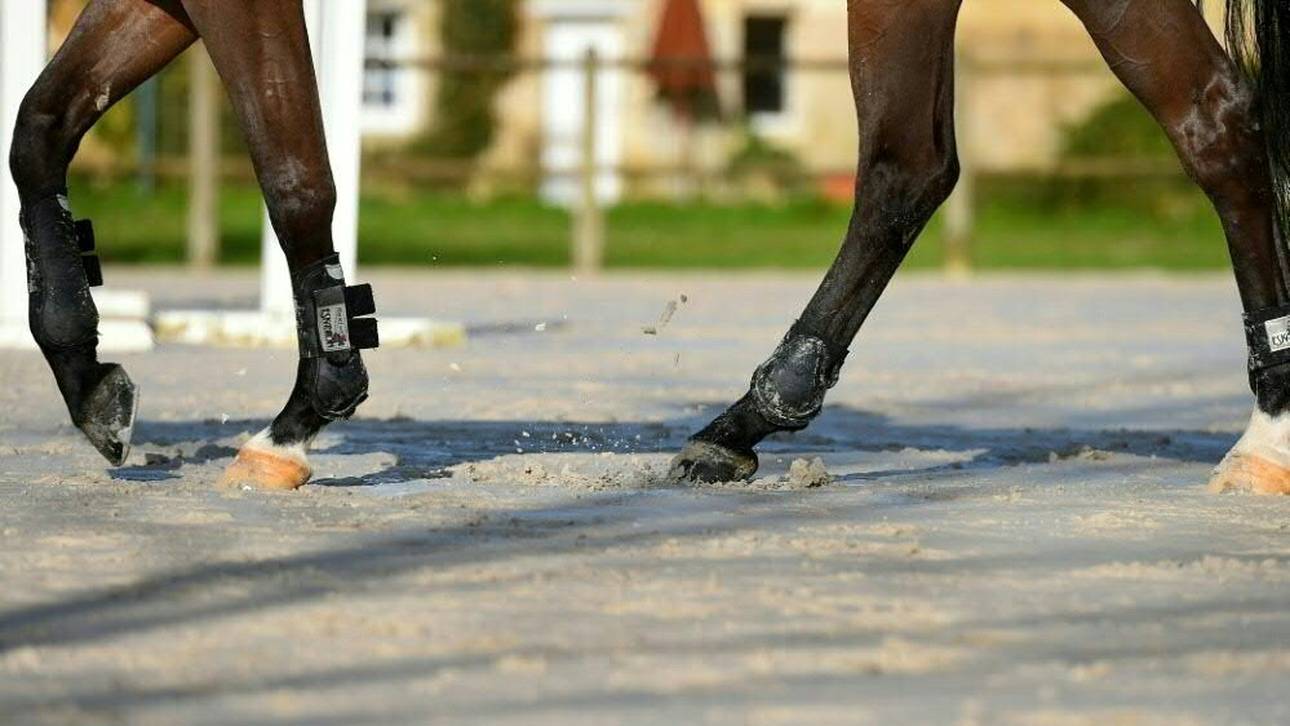 PETA stellt Anzeige gegen Reiterin Vorsselmans