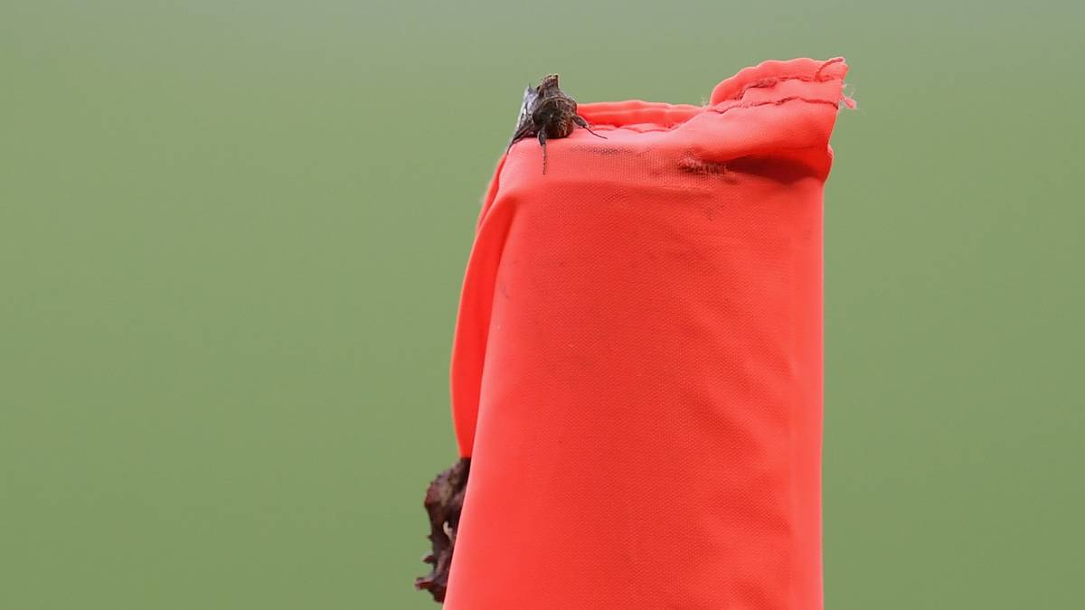 Auch vor der Eckfahne machen die Falter nicht halt