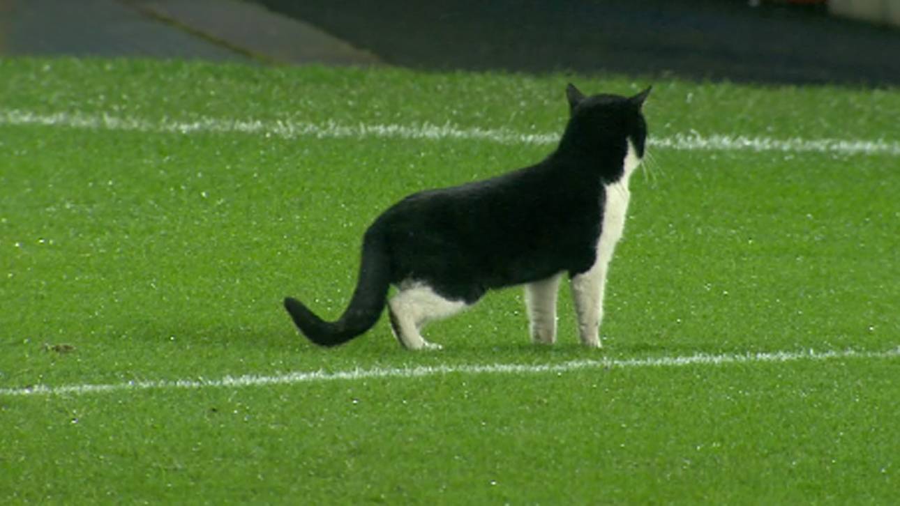 Katze stört Evertons Pokalerfolg