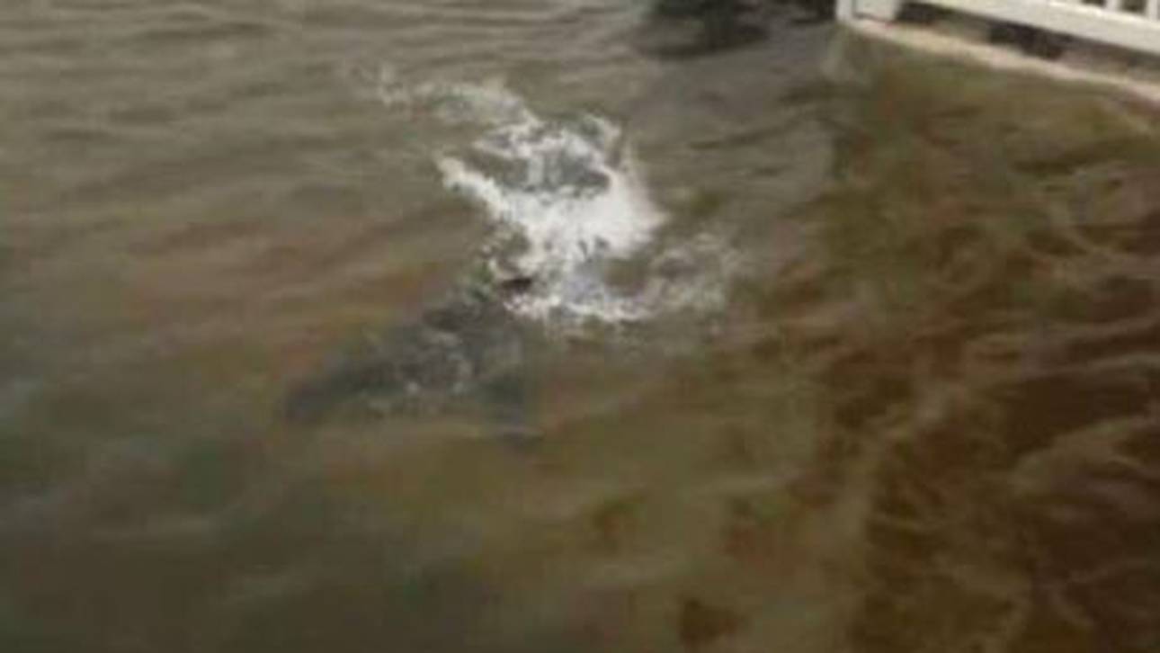 Hurrikan spült Hai in Vorgarten