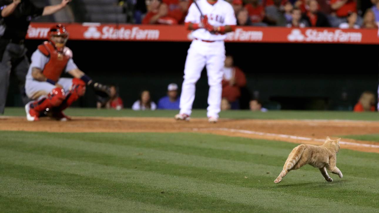 Katze kann Pleitenserie nicht stoppen