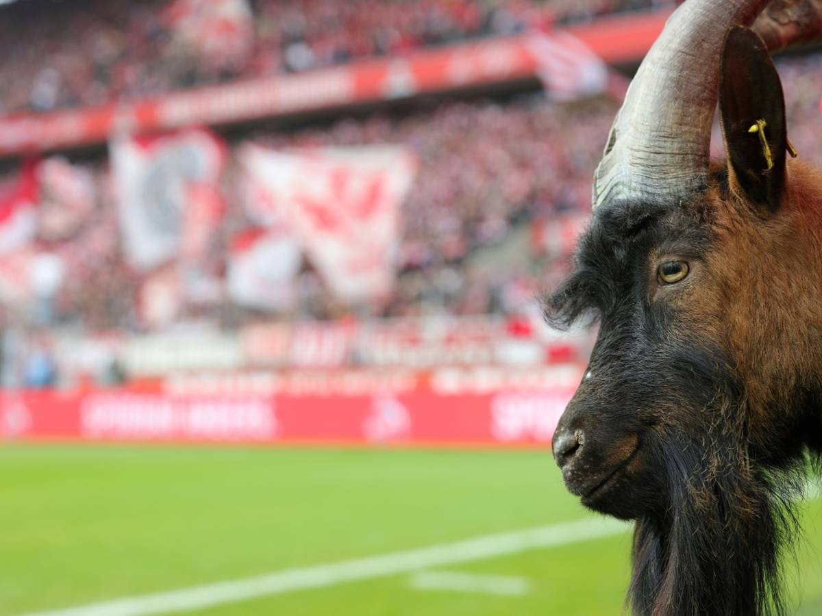 Trauer Um Hennes Viii Fruheres Fc Vereinsmaskottchen Eingeschlafert