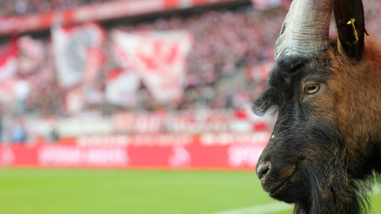 Trauer um Hennes VIII. – früheres FC-Vereinsmaskottchen eingeschläfert