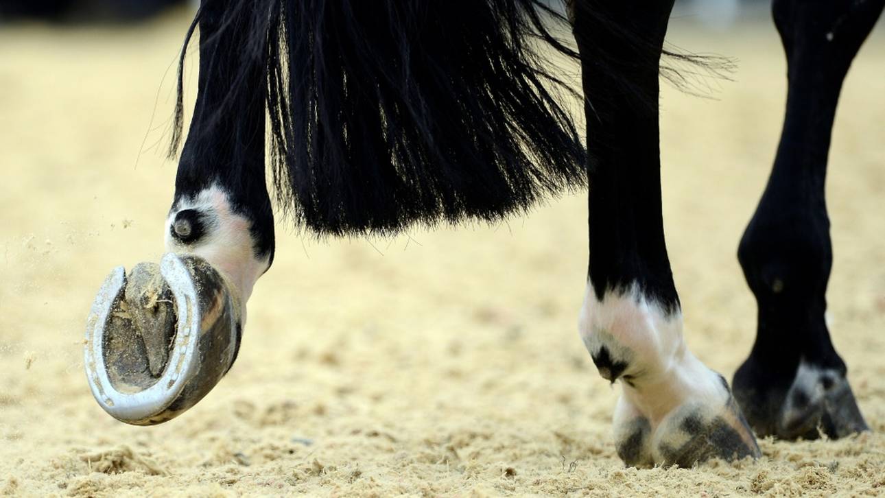 Schock! Herpes lässt Pferde sterben