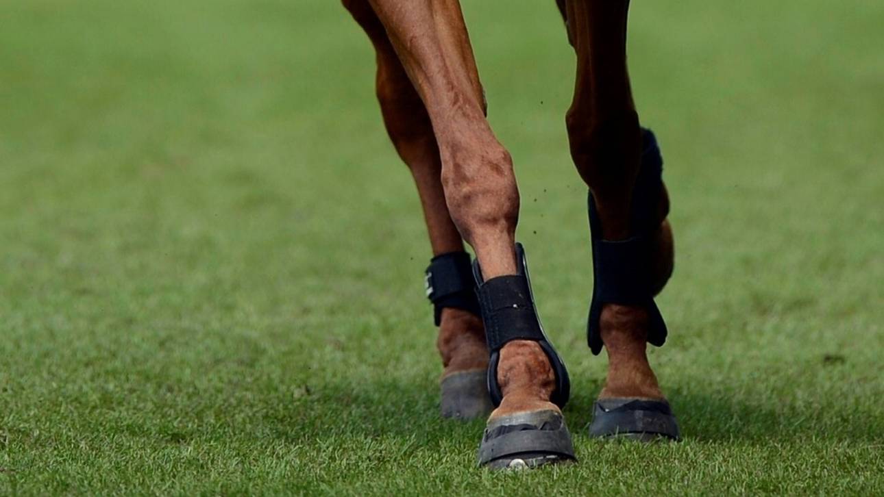 Weltverband meldet 17 tote Pferde