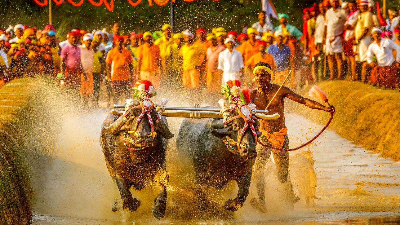 Srinivas Gowda erbrachte an der Seite seiner Büffel einen Rekord