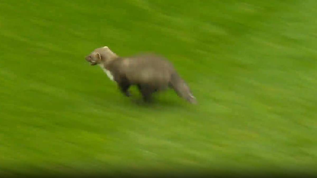 Nanu? Tierischer Flitzer in der 3. Liga 