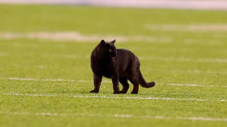 Beim College-Football-Spiel der Miami Hurricanes kam es zu einem Katzen-Vorfall