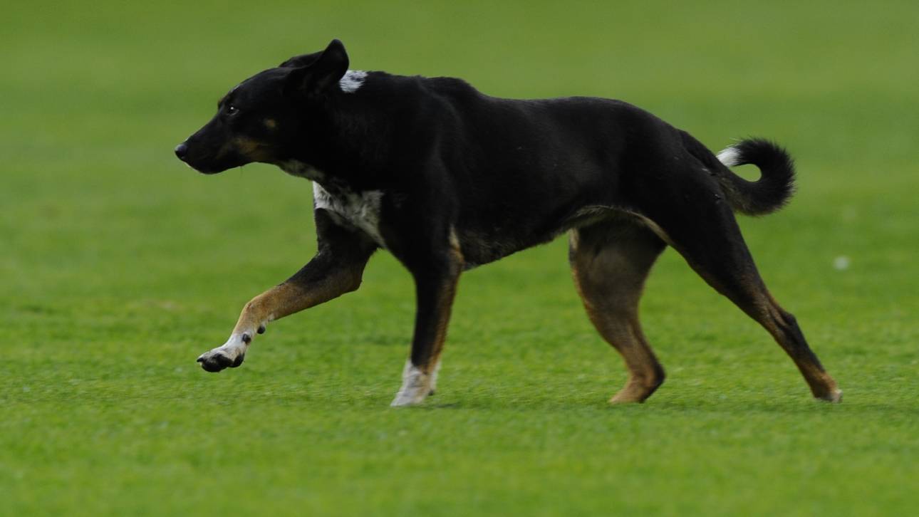 Kurios: Ein Hund wird zum Flitzer