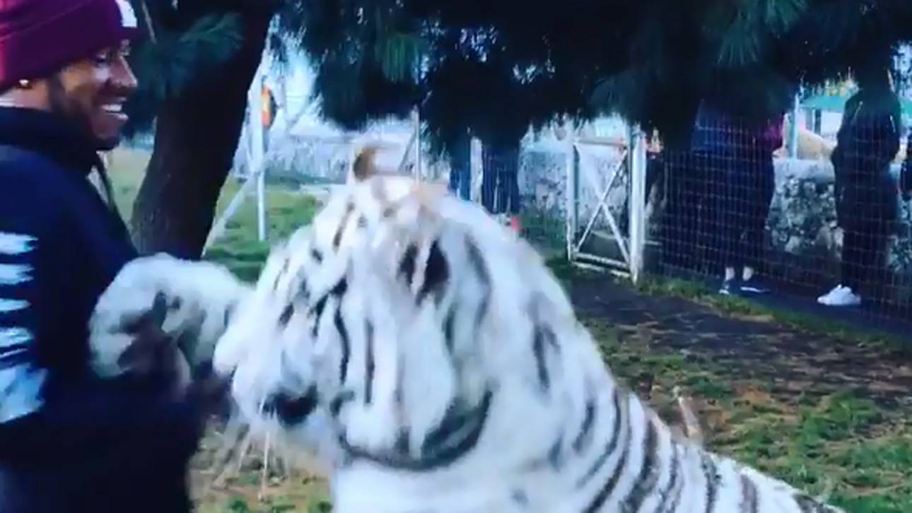Hamilton kuschelt mit Weißem Tiger