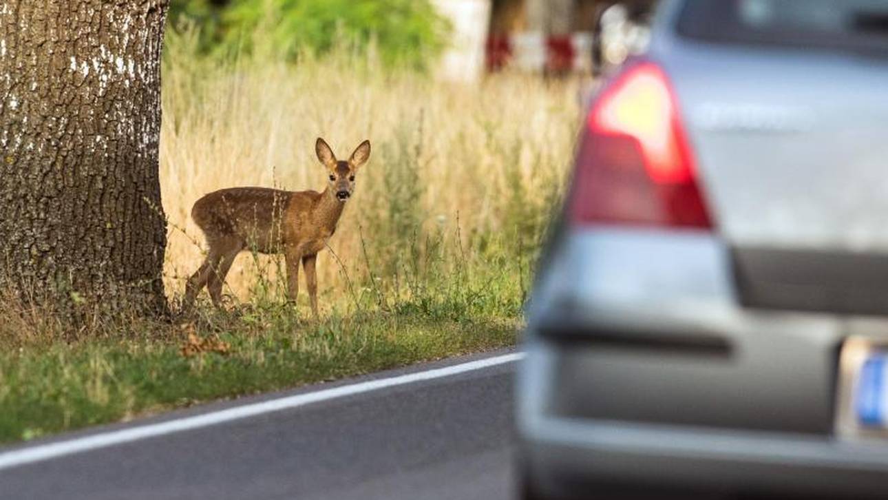 Im Herbst müssen Autofahrer verstärkt mit Wildwechsel rechnen