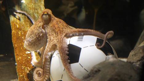 Octopus Paul erlangte 2010 Berühmtheit