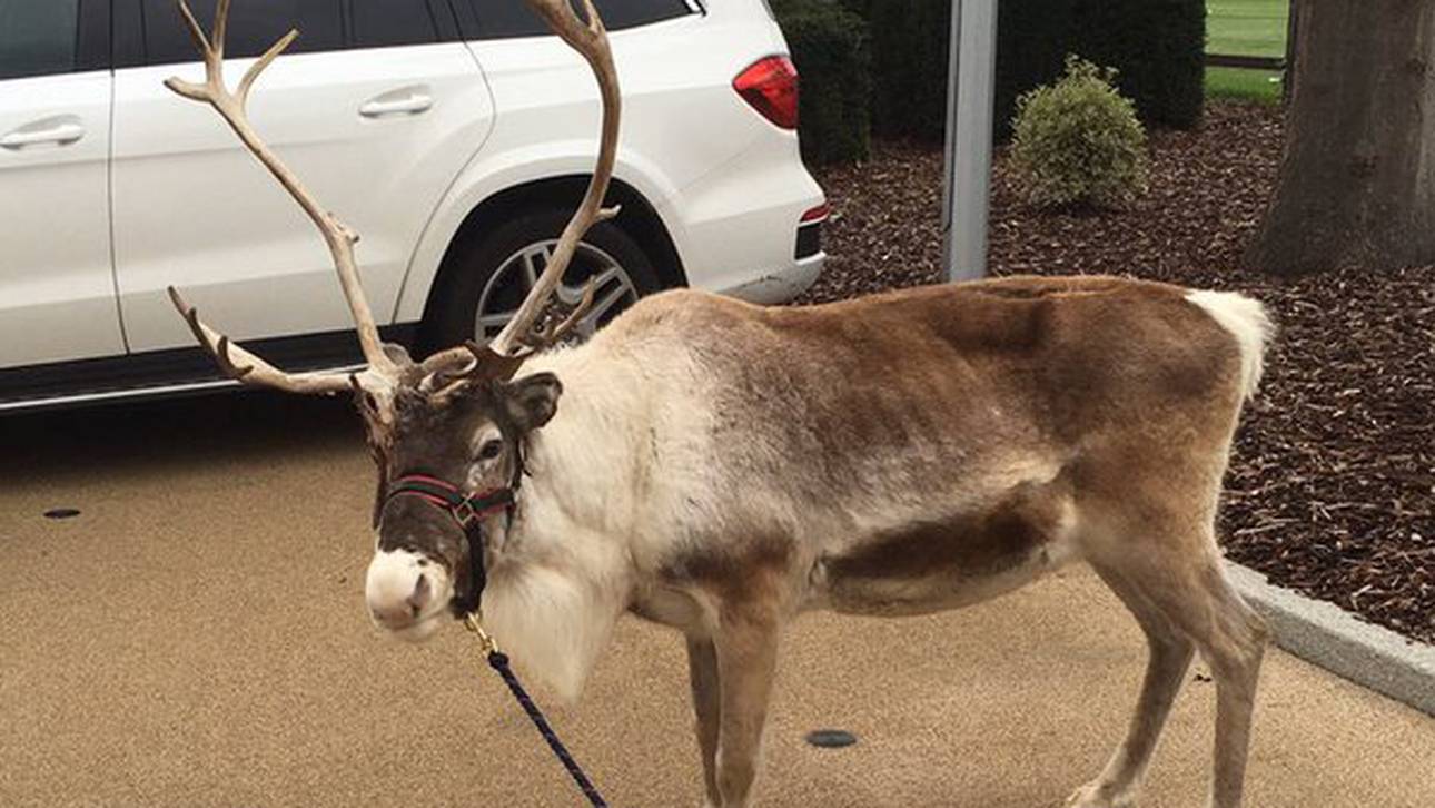 Wie Chelsea auf das Rentier kam