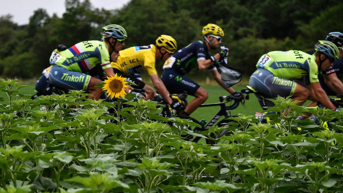 Auch Sonnenblumenfelder säumen den Weg der Fahrer