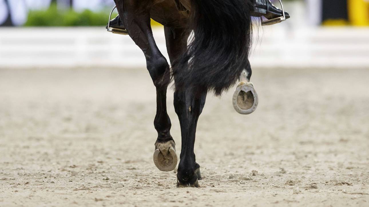 Haas gewinnt Dressur-Derby