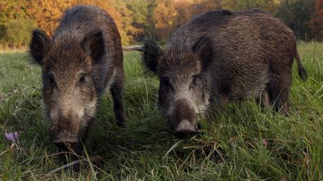 Two wild boar cubs (Sus scrofa) are pict