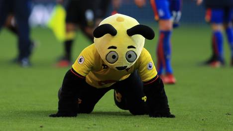 Maskottchen "Harry the Hornet" bricht sich bei einem Elfmeter den Arm