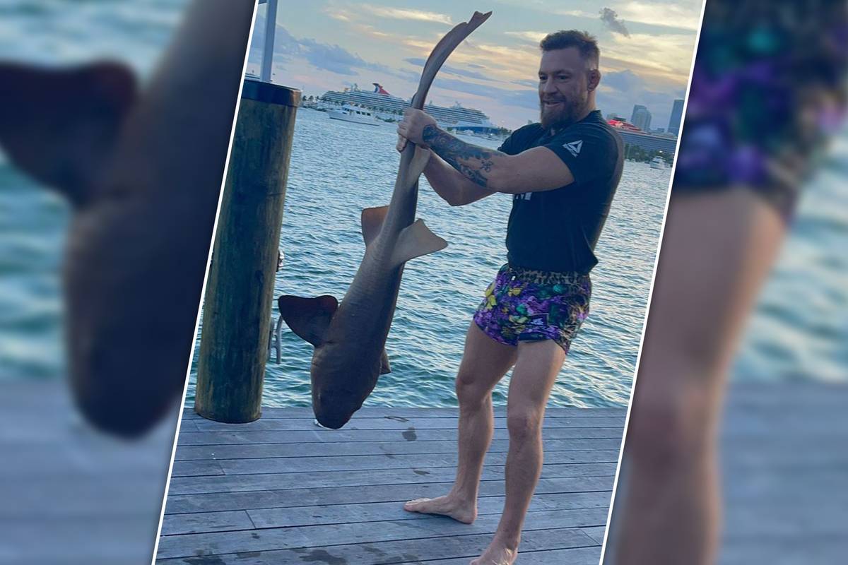 Conor McGregor sorgt mal wieder für Aufsehen - dieses Mal mit einem Hai. Der UFC-Star will angeblich auf den Schutz des Ozeans Aufmerksam machen.