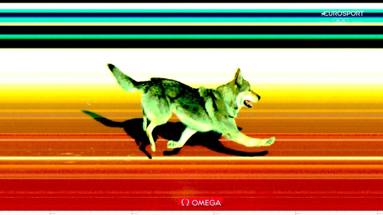 Das Zielfoto des Vierbeiners