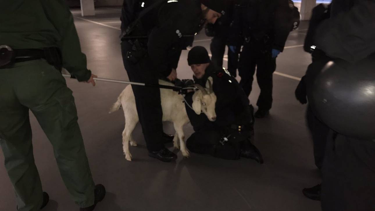 Ziege irrt bei den Löwen umher