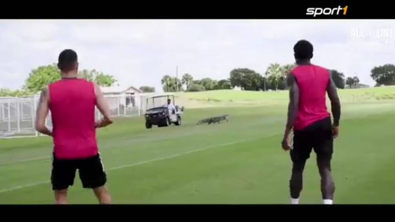 Raubtier-Schock! Alligator stört Training des FC Toronto