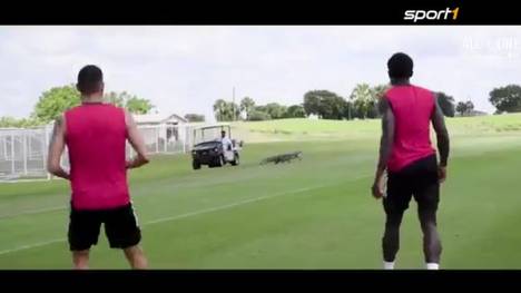 Ein Alligator auf dem Spielfeld hat im Training des FC Toronto vor dem Champions-League-Viertelfinale gegen Cruz Azul für Aufsehen gesorgt.