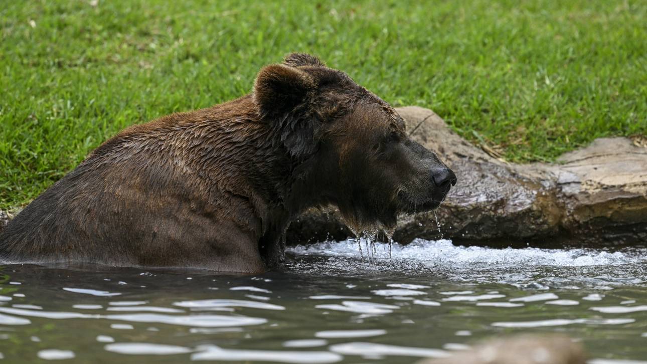 Wegen Bären: Golfturnier gestoppt