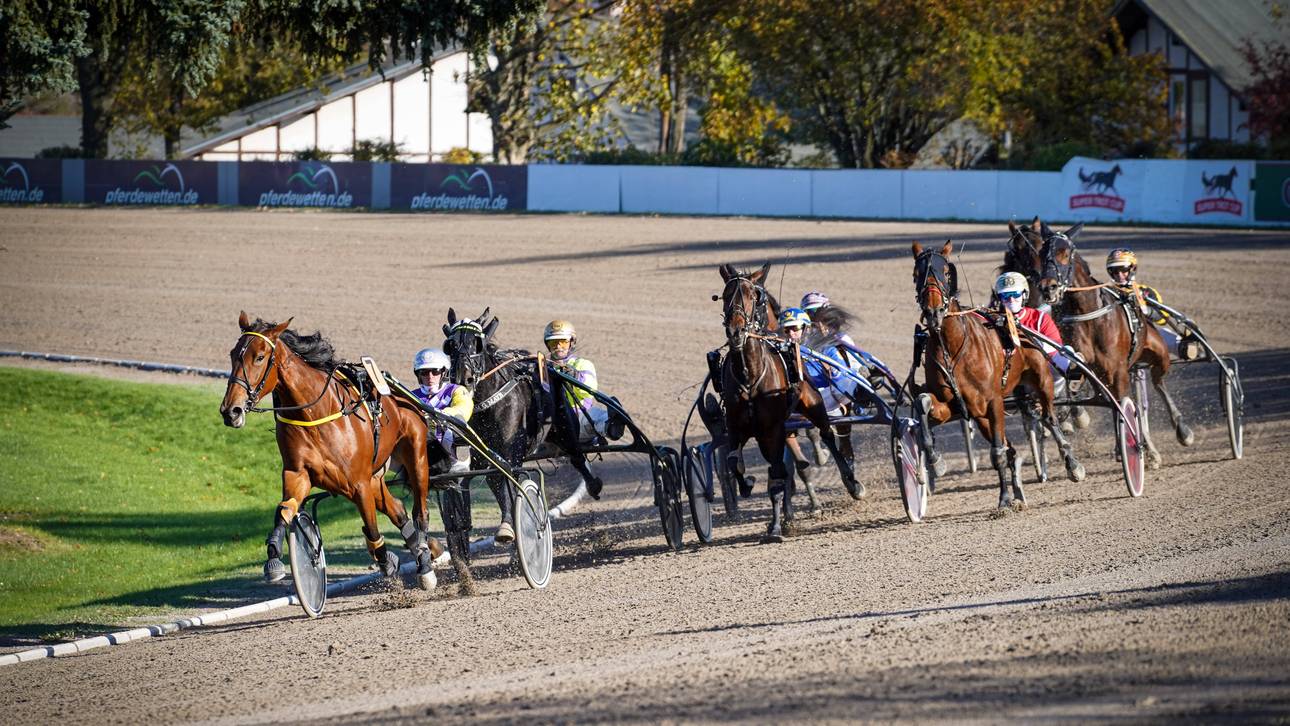 Taube eliminiert Pferd auf Trabrennbahn