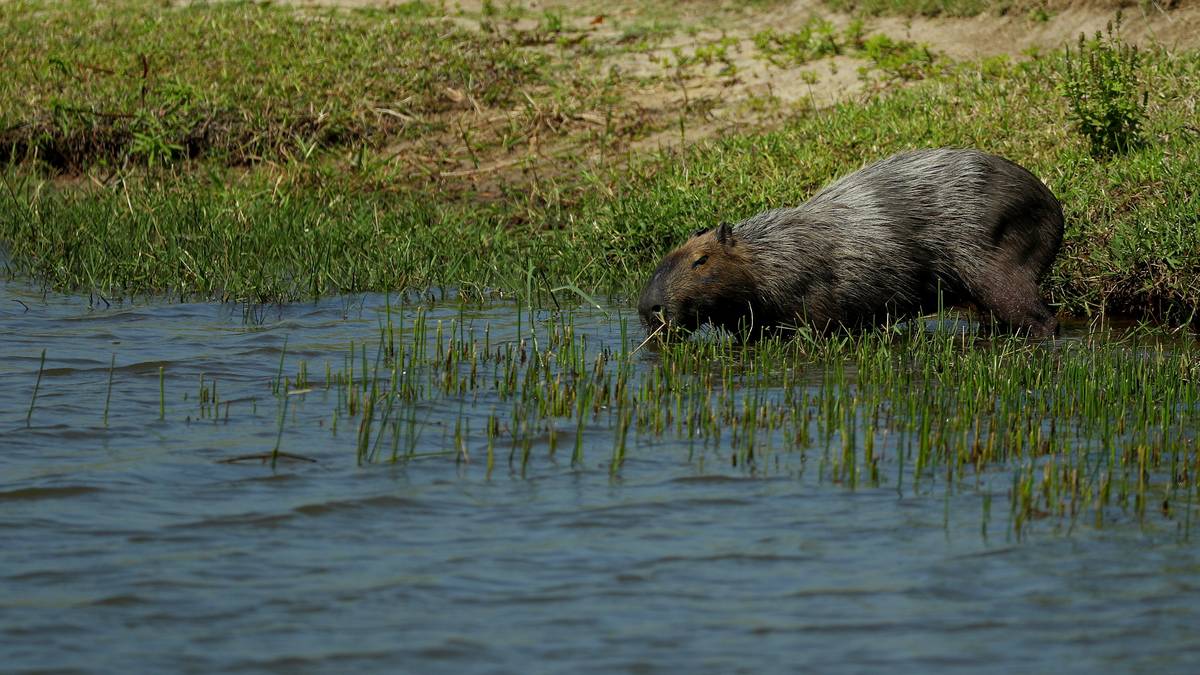 Ein Wasserschwein hat es sich in einem Wasserhindernis auf dem Olympia-Golfplatz gemütlich gemacht