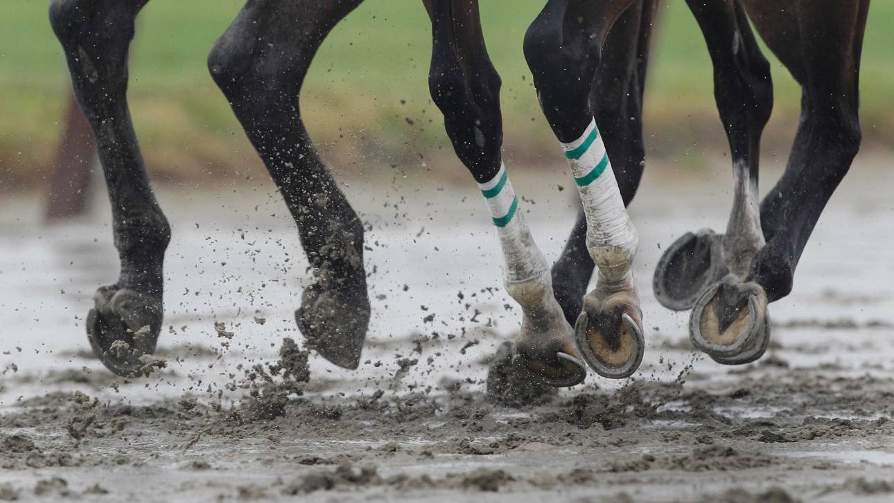 „Amaron“ triumphiert in Düsseldorf